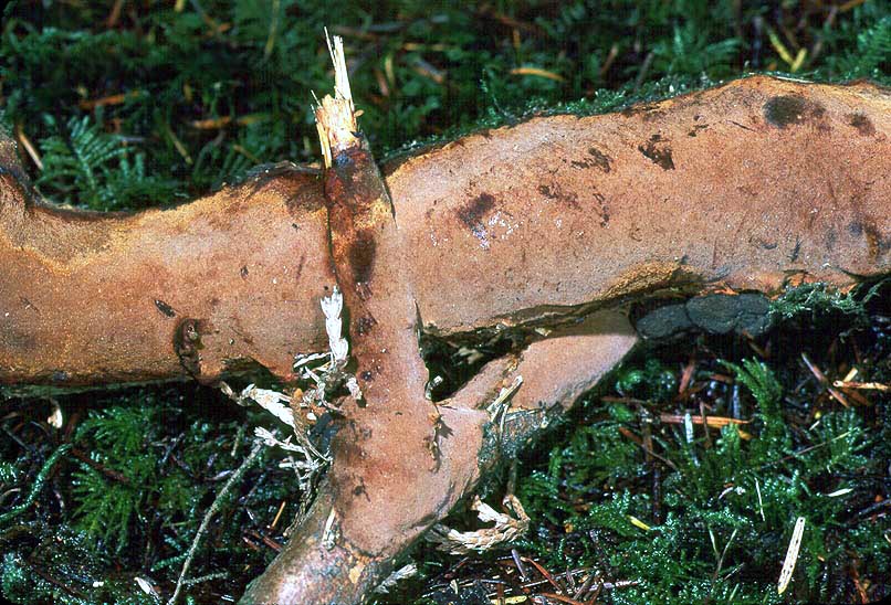 Phellinus ferruginosus